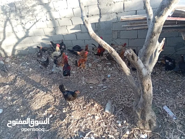 دجاج بلدي للبيع كله بياض العدد 17 + 8 ديوك على ثلاث دنانير الديك