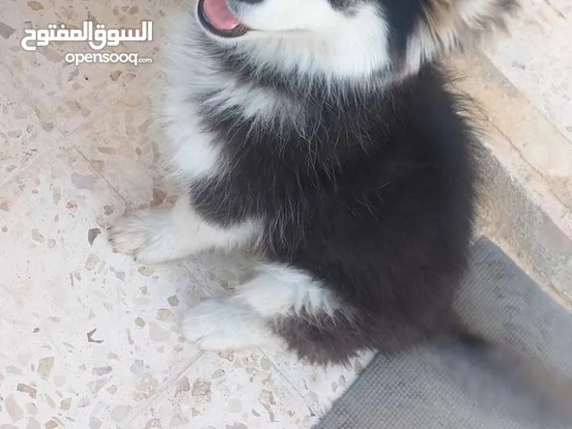 كلبه هاسكي بيور عظم عريض للبيع
