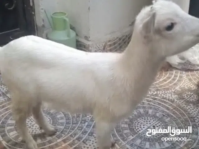 ماعز بلجيكيه للبيع اللون أبيض