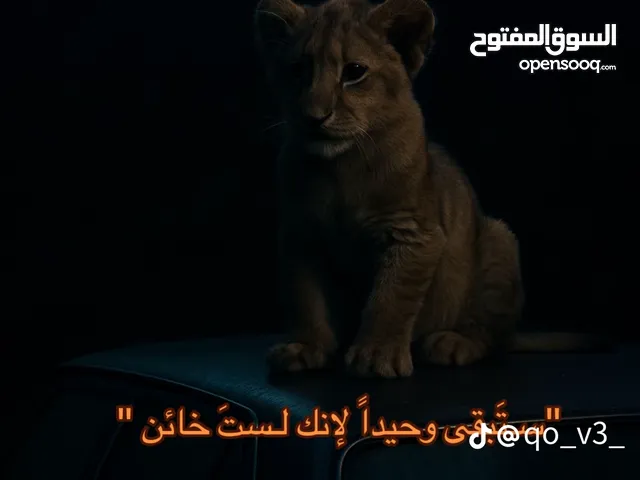 مطلوب فرخ روز او كوكتيل