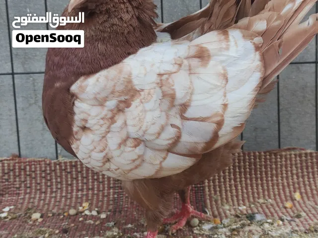 انثي ميني للبيع