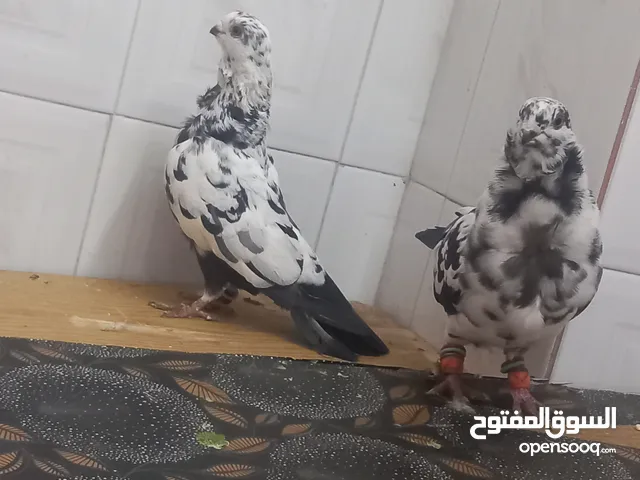 جوز ذبانيات كشاكشه زرزير عشر امسكر