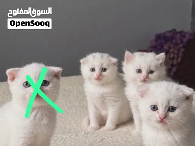 قطط للبيع صغار