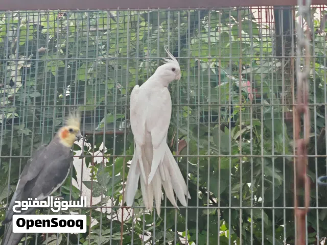 ك كوكتيلات منوعات