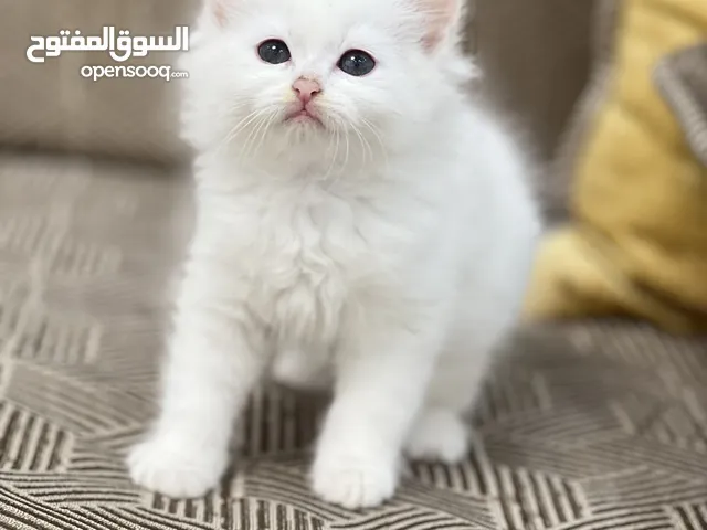 شيرازي موني فيس