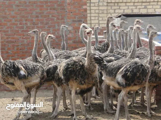 نعام افريقي للبيع عمر 4شهور ونصف و 3 شهور