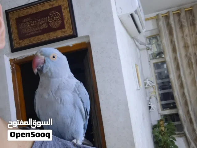 ببغاء دره هندي لون سمائي