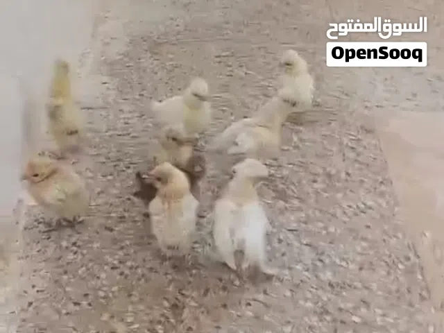 موجود 8صوصن فرح ديبا وصوص براهمي