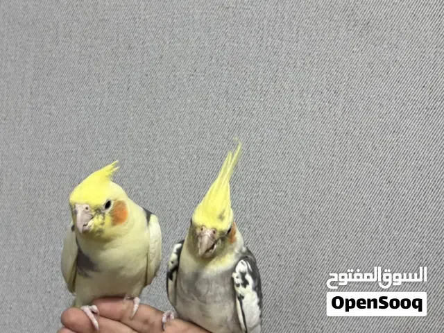 بيع عصفور كروان جوز الاثنين بستين دينار إذا تبي مع القفص والأكل بسبعين دينار