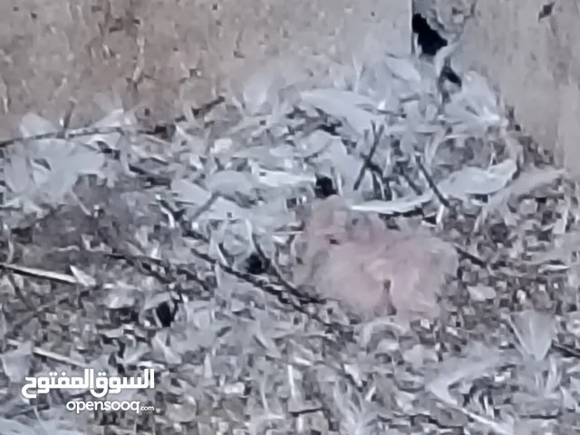حمام مصري للبيع