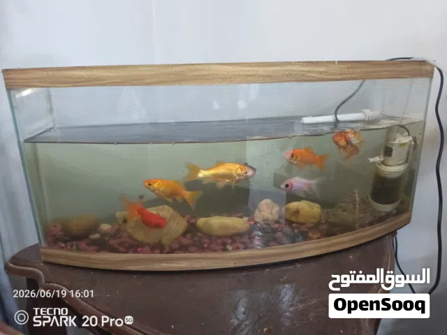 ثمن اسماك للبيع