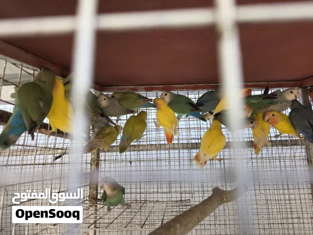 روز للبيع عددهن تقريبا 55 حبه كبار