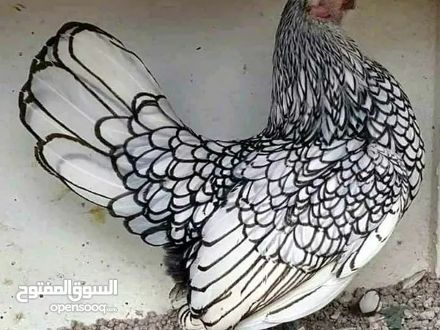 للبيع متاح بفضل لله 10 فرخات عمر 5شهور مشكلات بلدي وندوق باكستاني وحبه لوهمن بدك فيديو ببعثلك