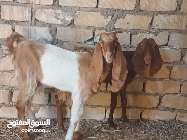 زوز عنايق وحدة مبدلة ووحدة مزال الله يبارك