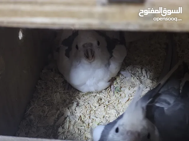 cockatiel pair