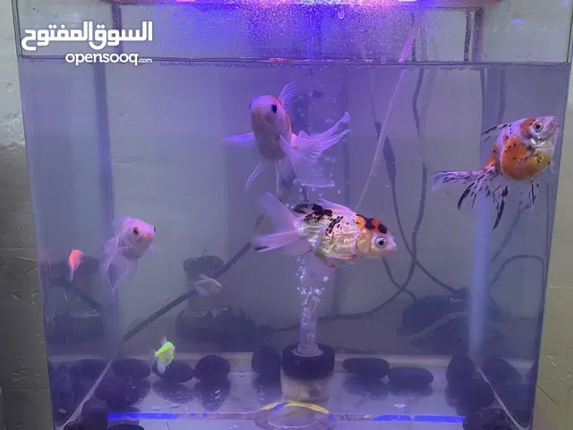 حيوانت للبيع