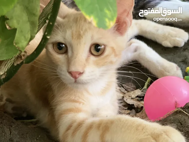 قطط صغيره للبيع 20ریال كامل