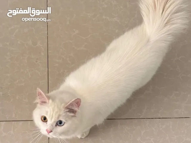 قط للبيع لون ابيض