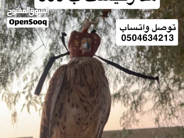 صايد ياربيع