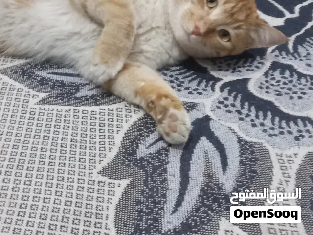 قط هجين شيرازي للتبني وبلدي اليف جدا متعود على التراب نضيف جدا وملقح للتبني بصنعاء عمره سنتين للتواص