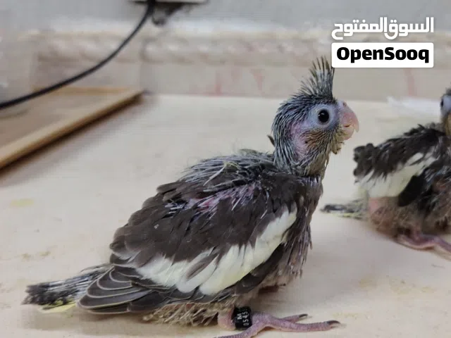 فروخ ببغاء كروان كوكتيل مناسب للأطفال