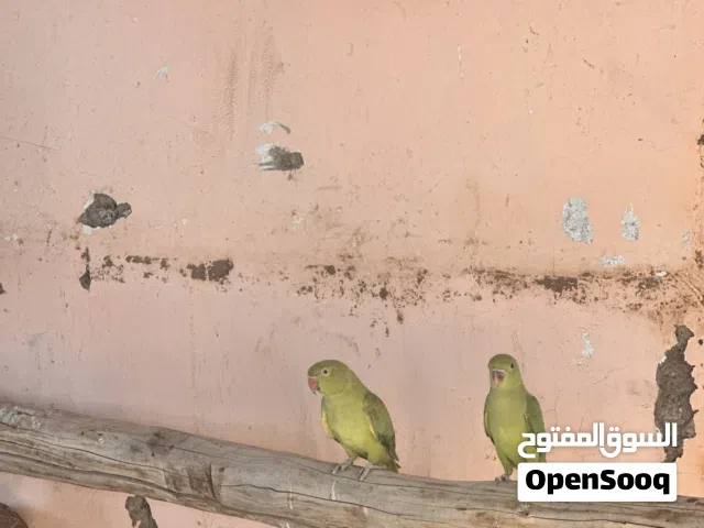 للبيع متوه دره