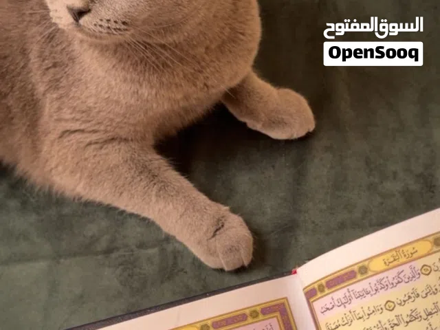 سكوتش ستريت