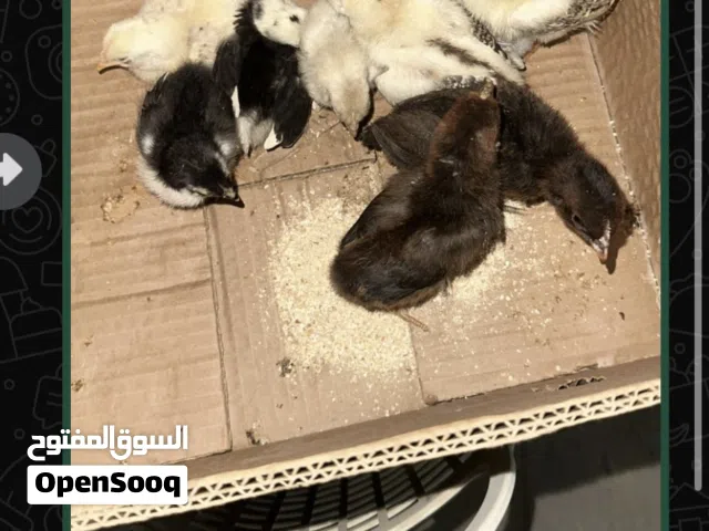 دجاج للبيع