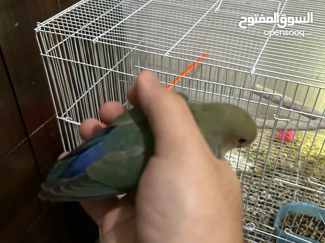 Love birds for sale طيور حب للبيع