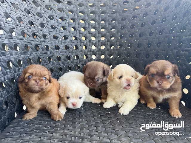 جراوي ميني هافانيز 30 يوم