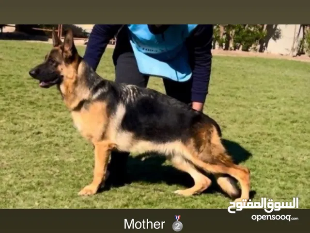 للبيع جراوه جيرمن شيبرد سوبر