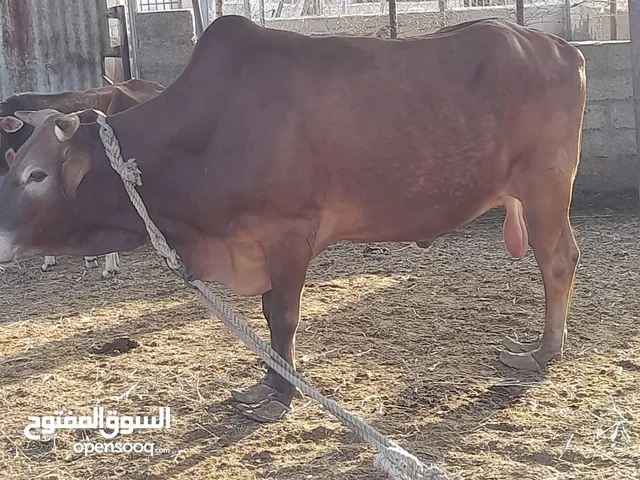 عجل عماني للبيع ب700 قابل للتفاوض