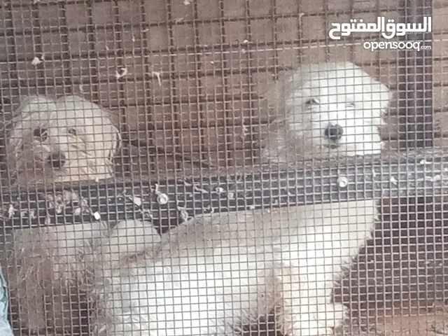 نثيه تيرير للمراوس