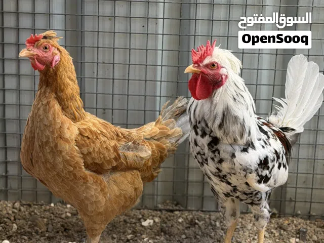 ديج ماكنتوش جدا جميل - دجاجة عرب بياضة