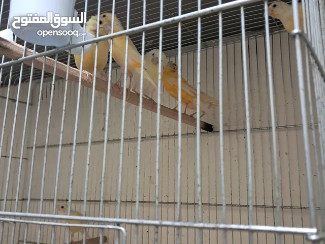 8حبات كناري ذكور وانتي اشي جاهز واشي العمر 10شهور حبات طويله ومنهم انثيتين فل أمهات البيع كوم