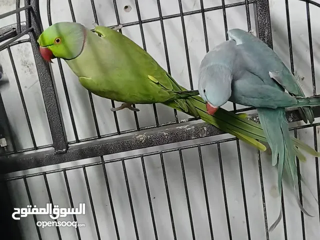 جوز دره طيرة زرقه متكلمه وموالفه وفحلها أخضر بداية كلام او للبدل