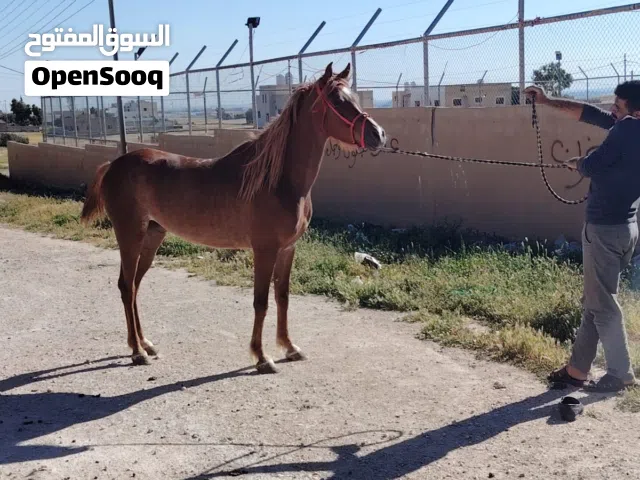 فرس عربية واهو