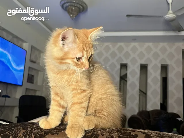 قط لتبني وجود توصيل 2bd