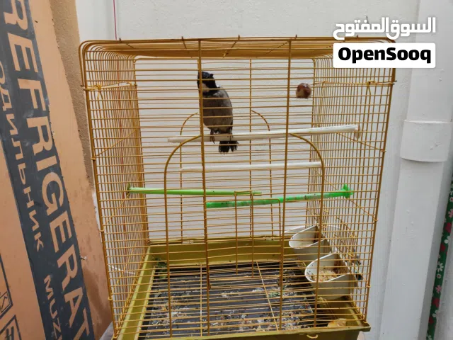 بلبل أليف عمرة سنة ونص وجاو بلبي زوج فحل ونثيى