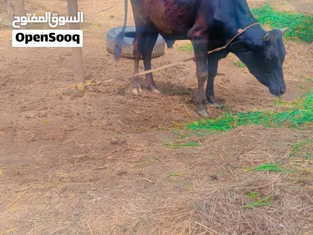 اضاحي جاهزه ثور وبقره