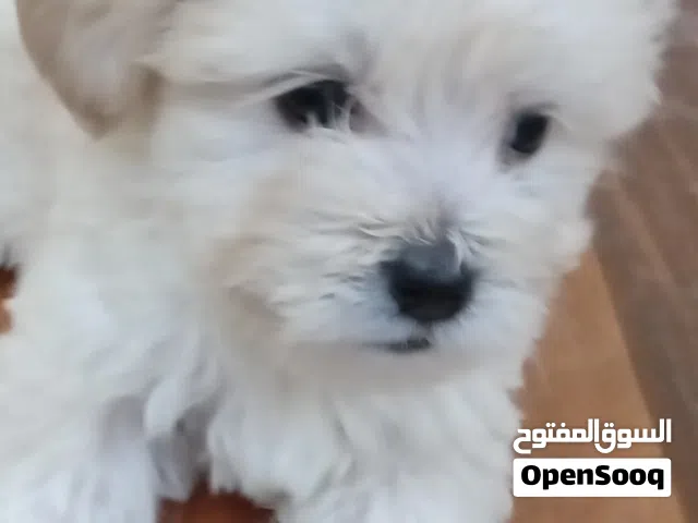 كلب مالتيبو للبيع