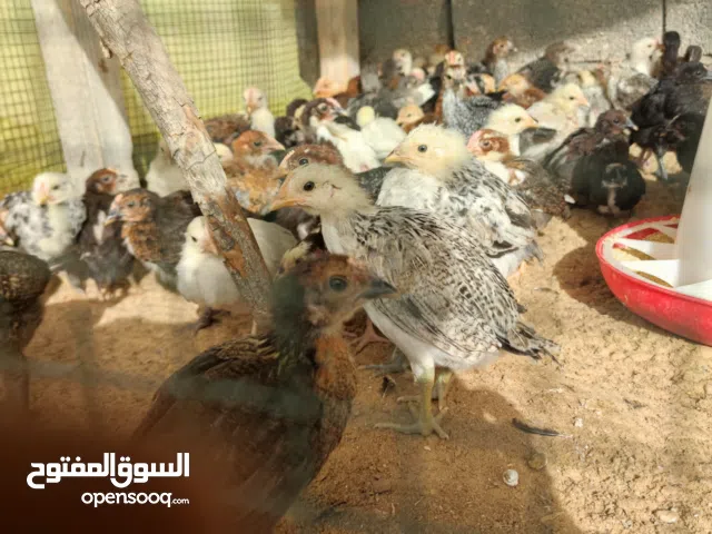 دجاج مخلط صبراته