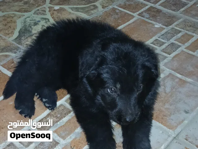 كلاب صغار جيرمن بلاك جاك