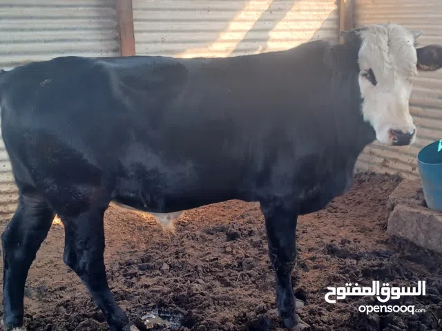 عجل عمره سنه وشهر عراقي