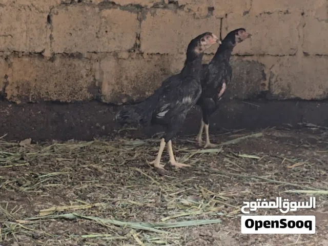 دجاج بكستاني للبيع
