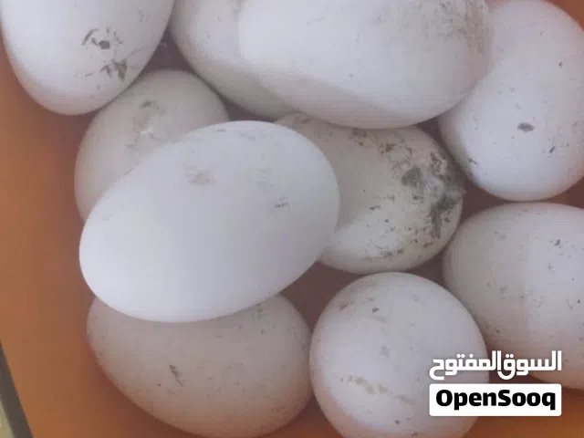 سلام عليكم بيض وز الأبيض نقي