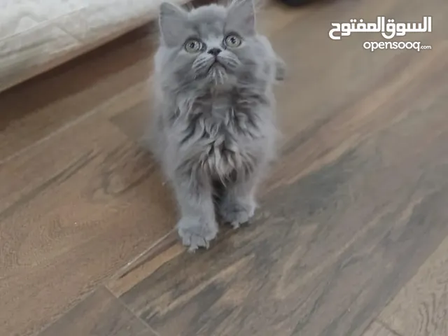 ذكر بيرشن العمر شهرين