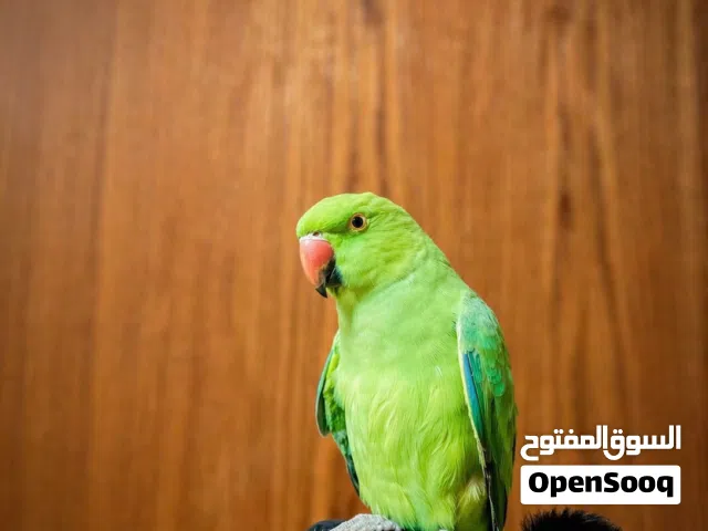 ببغاء دره ذكر للبيع