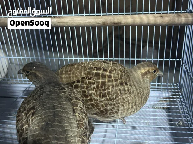 صفارد باكستانيه