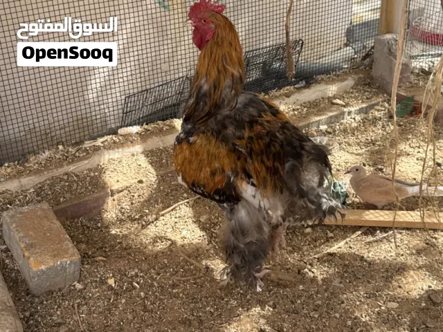 دياكه انواع مختلفه تواصل على الرقم تحت